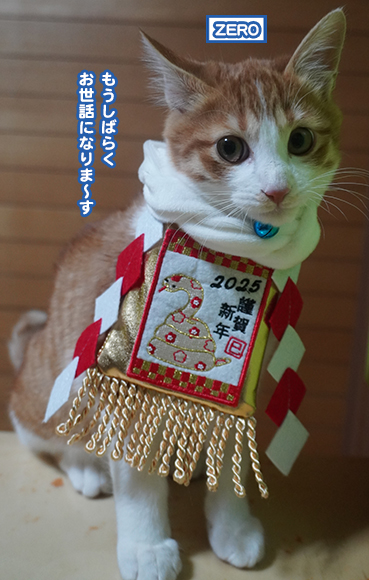 5915.謹賀新年 | お散歩大好き猫ブログ