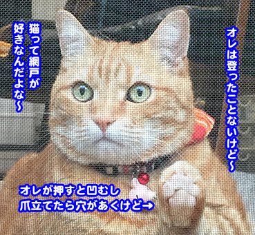 6330.猫は網戸好き | お散歩大好き猫ブログ