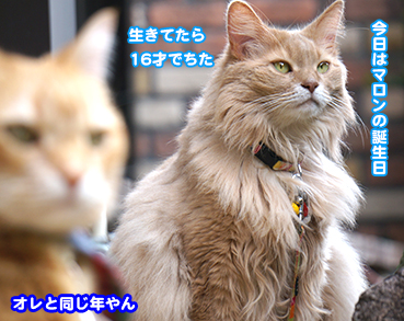 6362.マロ誕生日 | お散歩大好き猫ブログ
