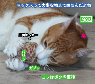 6403.ゼロの呟き | お散歩大好き猫ブログ