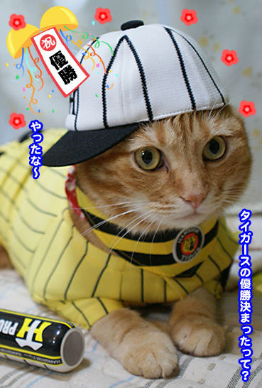 6464.阪神優勝 | お散歩大好き猫ブログ