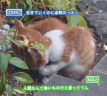 6540.未公開写真 | お散歩大好き猫ブログ