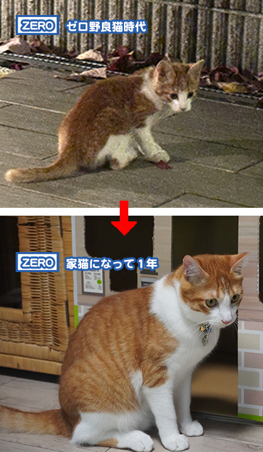 6540.未公開写真 | お散歩大好き猫ブログ