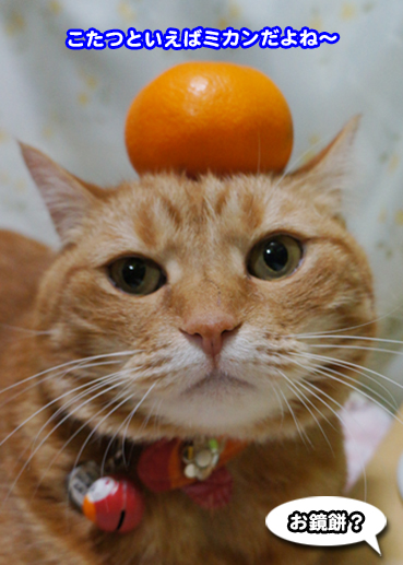 6601.猫とみかん | お散歩大好き猫ブログ