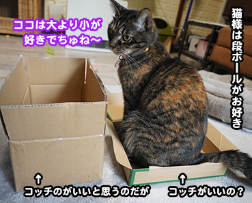 6753.猫の好み | お散歩大好き猫ブログ