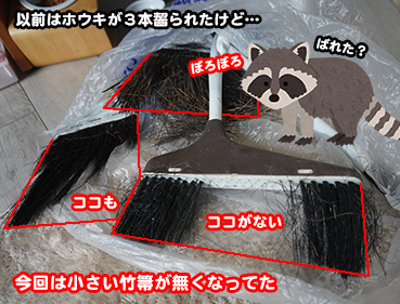 6769.アライグマ - 20260709_3445948.jpg