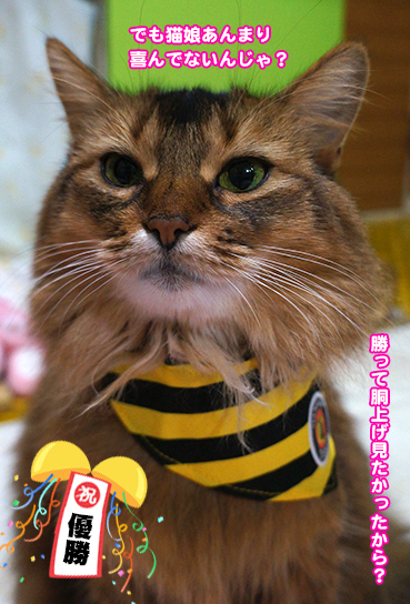 6855.阪神初の連覇 | お散歩大好き猫ブログ