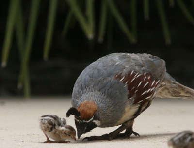 庭の片隅で４日間を過ごしたズアカカンムリウズラの親子（アリゾナ） | 藤波レポート