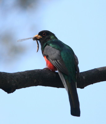 北米で一番美しい鳥ウツクシキヌバネドリ | 藤波レポート