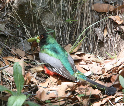 北米で一番美しい鳥ウツクシキヌバネドリ | 藤波レポート