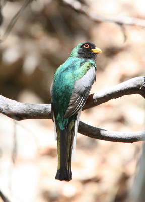 北米で一番美しい鳥ウツクシキヌバネドリ | 藤波レポート