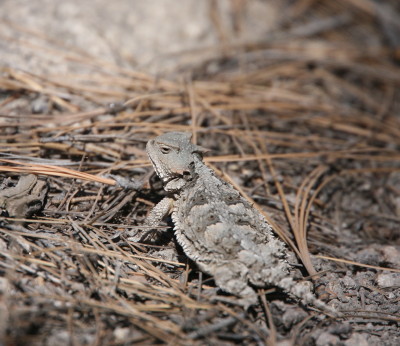 【新品】サソリトカゲス & ミニサソリトカゲス C.J.MART / サソリトカゲス(新色) + サソリトカゲス(ミニソフビ