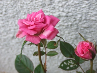 pink rose nonohana