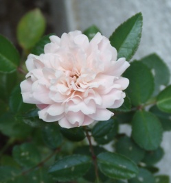 white rose nonohana