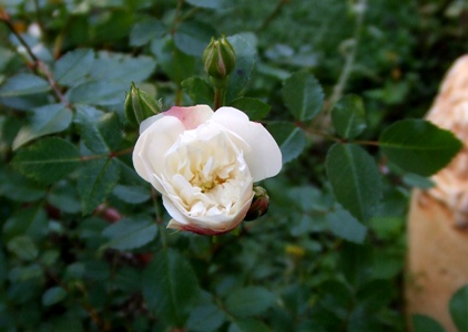 white rose