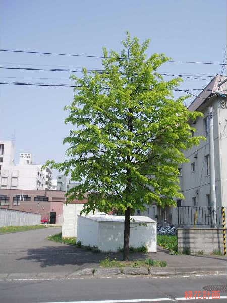 シナノキとオオバボダイジュ | 青柳庵日記