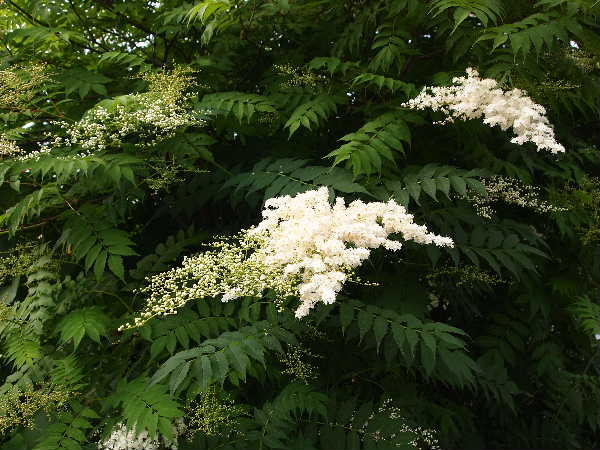 チンシバイ開花 | 青柳庵日記