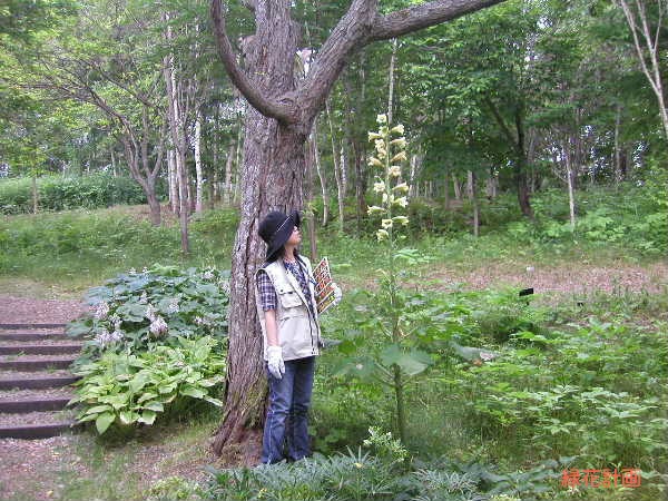 オオウバユリ開花 | 青柳庵日記