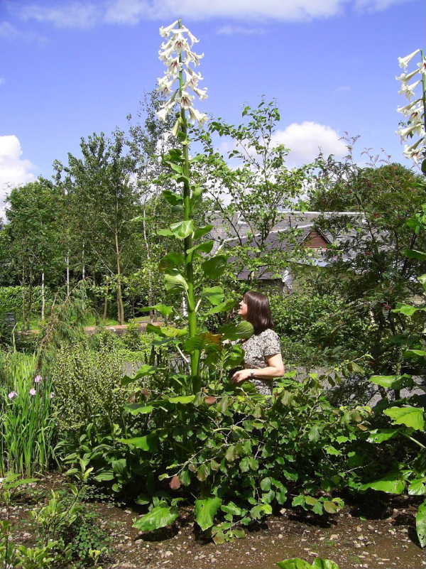 オオウバユリ開花 | 青柳庵日記