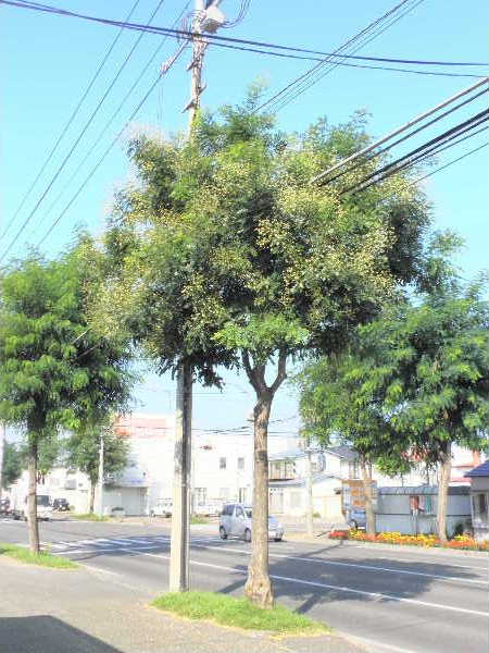 イヌエンジュの開花 | 青柳庵日記