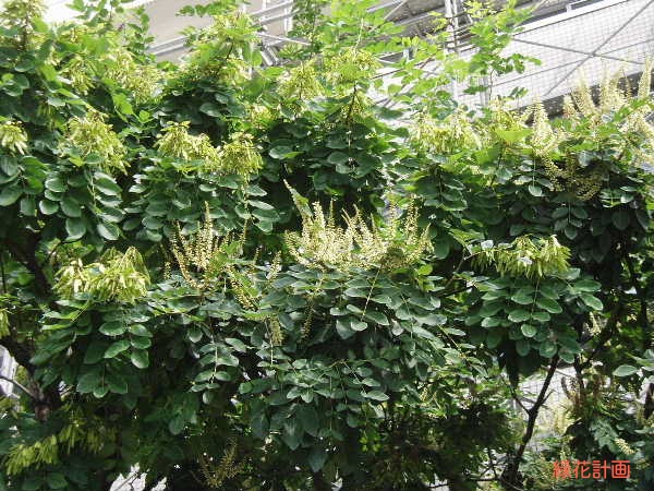 イヌエンジュの開花 | 青柳庵日記