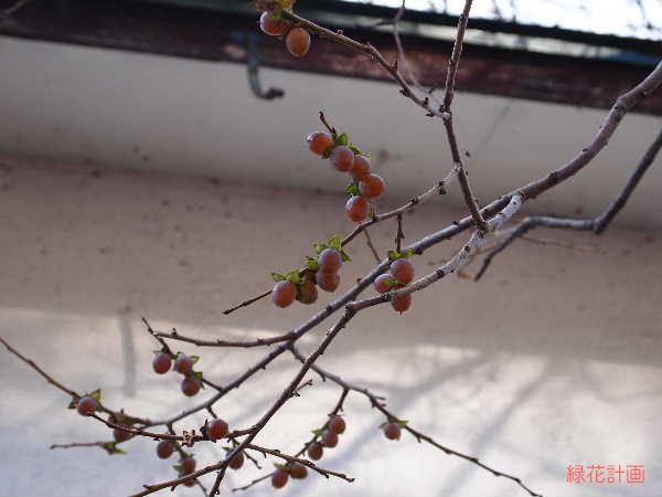 マメガキ | 青柳庵日記