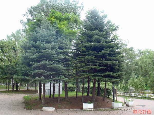 公園常緑樹 – 常緑樹 高木一覧 : 庭木に選びたい常緑樹の低木17選 – INHEPO
