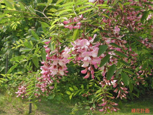 ロビニア(ハリエンジュ)属あれこれ | 青柳庵日記