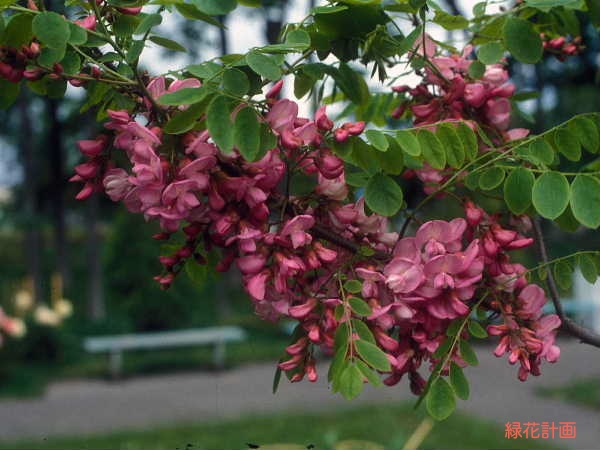 ニセアカシア ピンク ハリエンジユ 甘い香りの蜜源 3本おまとめ