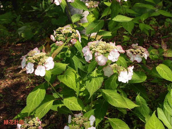 ヤマアジサイの季節です | 青柳庵日記