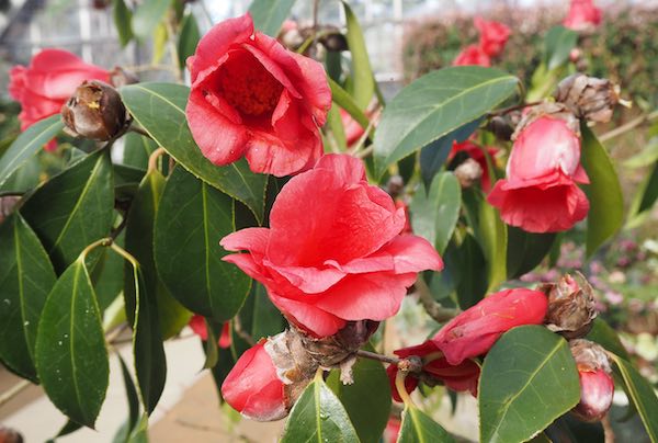 浙江紅花油茶