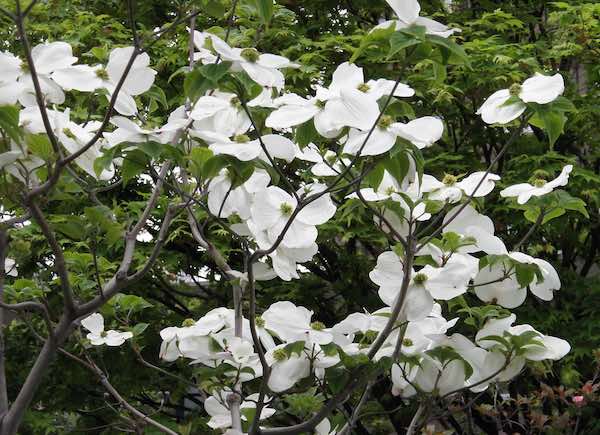 ハナミズキ | 青柳庵日記