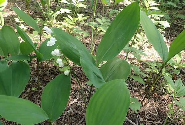 スズランの確認 | 青柳庵日記
