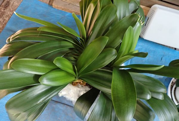 クンシラン　×8株＋ クンシラン | 青柳庵日記