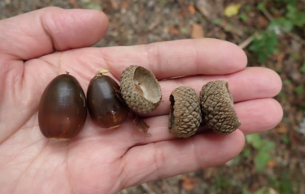 どんぐり⭐︎様ご確認用 どんぐり見つけたよ！ドン♪」～近くの城山公園へお散歩に行きました