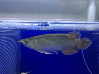 入荷情報ブログ 【アクアヒス】熱帯魚・爬虫類・水槽・中古器具