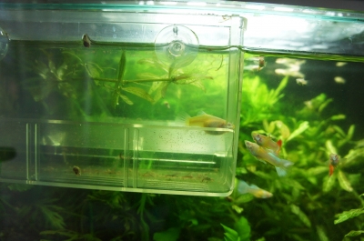 ありし日の故・筒井良樹氏を偲ぶ。 | 模型工房あとりえピクタ