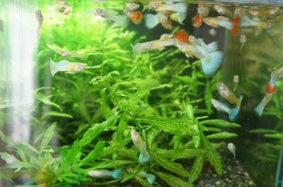 ありし日の故・筒井良樹氏を偲ぶ。 | 模型工房あとりえピクタ