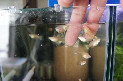 ありし日の故・筒井良樹氏を偲ぶ。 | 模型工房あとりえピクタ