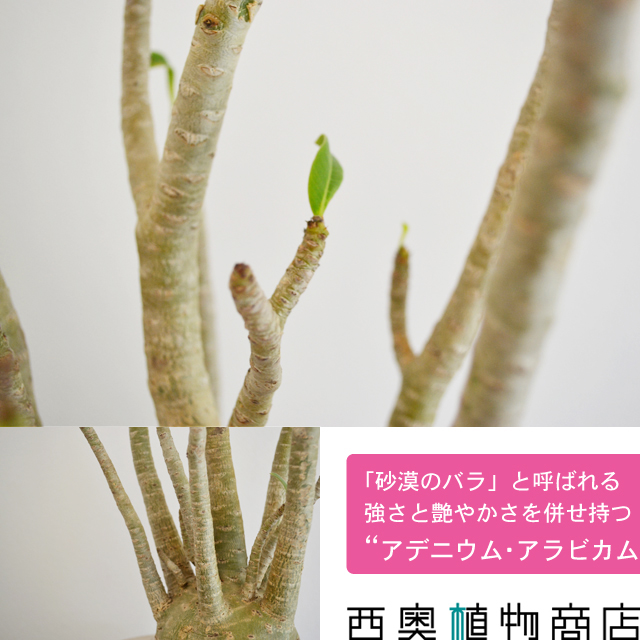 no.12015 多肉植物 アデニウム属