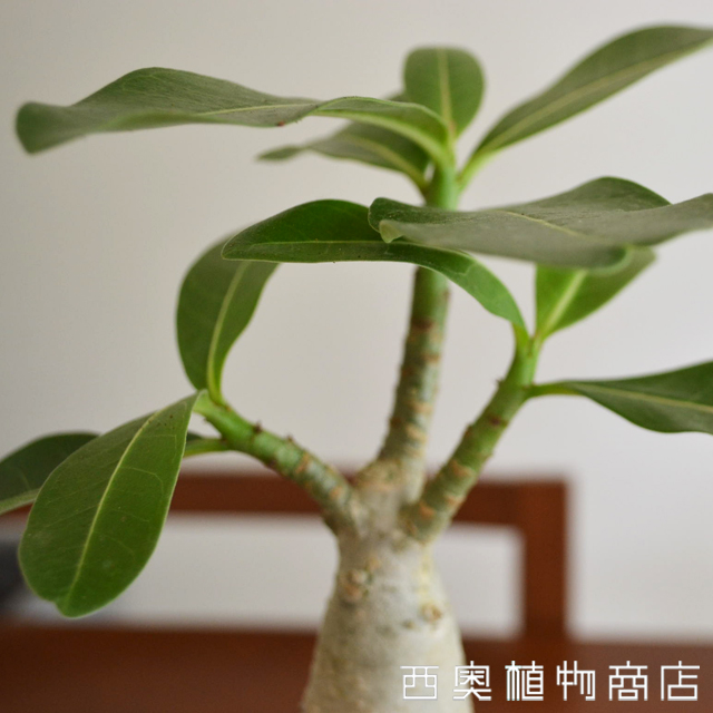 no.12035 多肉植物 アデニウム属