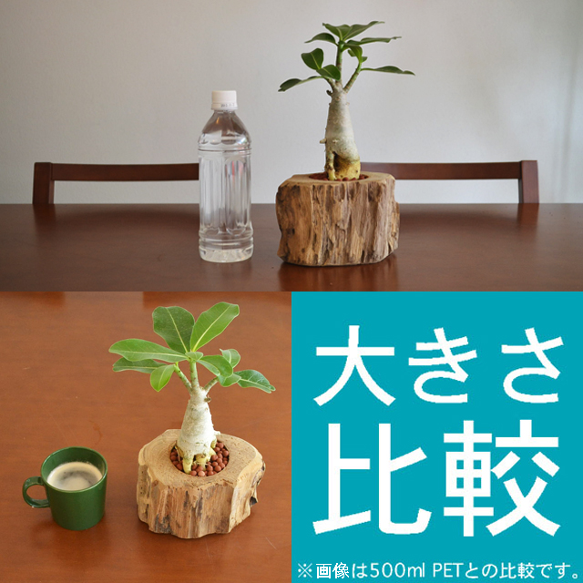 no.12035 多肉植物 アデニウム属