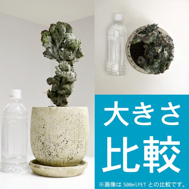 楽天市場】【現品・現物】ユーフォルビア・ラクテヒア・ホワイト