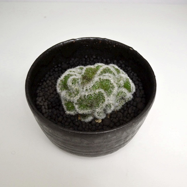 マミラリア 白玉兎 まっしろ白神丸 | サボタニッキ