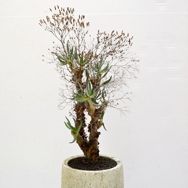 鮮度抜群 万物想 チレコドン レティキュラータス 挿し木 4 【公式通販】