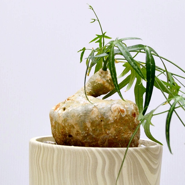 no.12112 多肉植物 アデニア属 