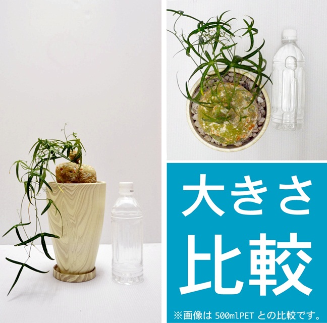 no.12112 多肉植物 アデニア属 