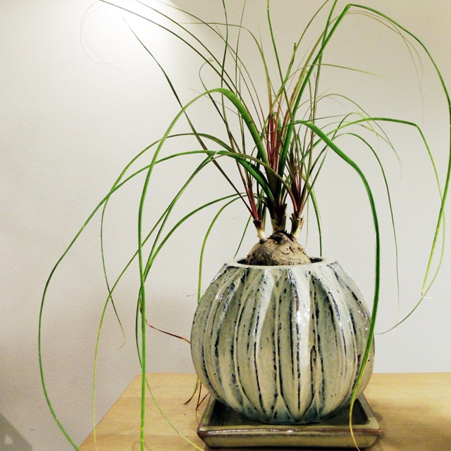 カリバナス　フーケリー　塊根植物　ドライガーデン　地植え　苗　耐寒 カリバナス フーケリー 塊根植物 ドライガーデン 地植え 苗 耐寒
