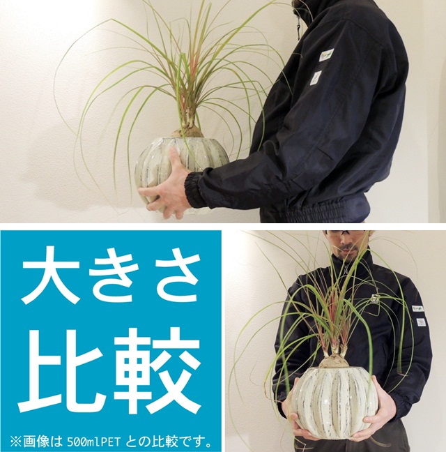 no.12128 塊根植物 カリバナス・フーケリー | ＋TREE / 株式会社プラス