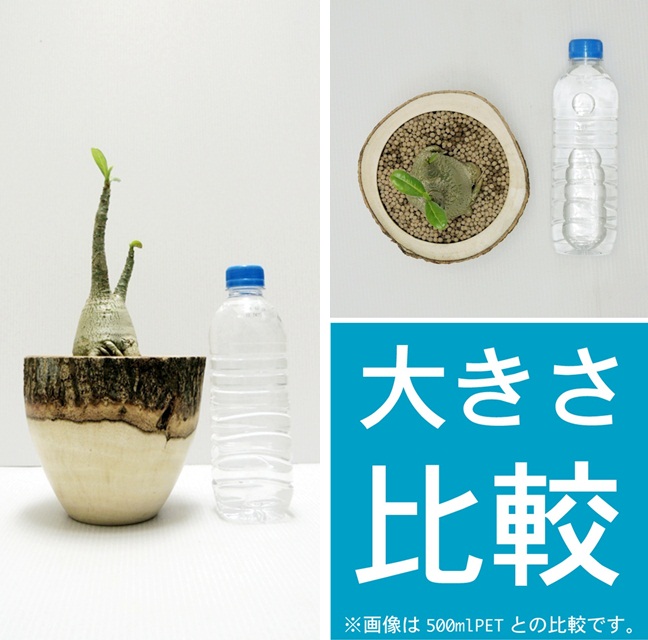 no.12189 塊根植物 アデニウム・アラビカム「砂漠のバラ」 | +TREE / 株式会社プラスツリー